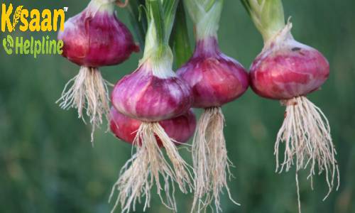 जानिए प्याज की उन्नत किस्मों और उत्पादन क्षमता के बारे में